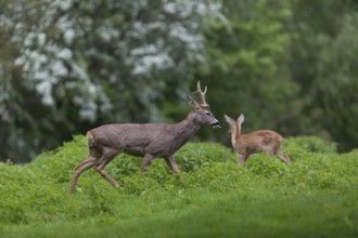 One male Roe Deer, Roe buck (Capreolus capreolus), standing in a thicket of stinging nettle. Some