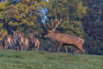 A big herd of red deer (Cervus elaphus) standing on a meadow, with trees and blue sky in the