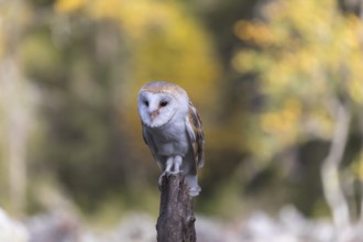 One barn owl (Tyto alba) sitting on top of a tree stump.Trees in autumnal colors in the distant