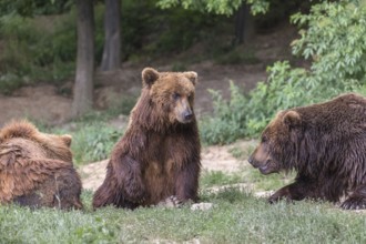 Three Kamchatka brown bears (Ursus arctos piscator), resting in a forest. Some green vegetation in