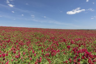 Flowering field of Trifolium incarnatum, crimson clover or Italian clover. This clover is used as