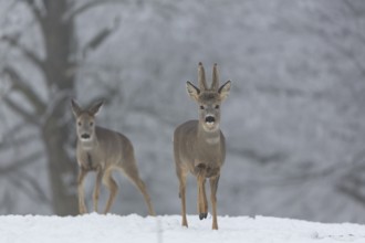 One female and one male Roe Deer, (Capreolus capreolus), walking over a snowy meadow. Snow covered