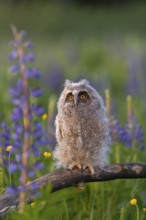 One young long-eared owl (Asio otus), sitting on a branch that is lying in a field of flowering