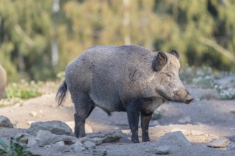 One adult wild boar or wild pig (Sus scrofa) walking over an opening with a forest in first