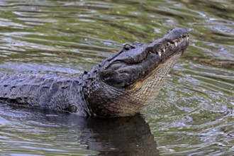 Mississippi Alligator (Alligator mississippiensis), pike alligator, adult, friendly, portrait,