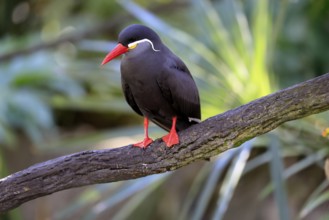 Inca Tern (Larosterna inca), adult, on tree, on wait, South America