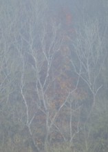 Forest edge with trees in autumn with yellow discoloured leaves, fog, Thuringia, Germany, Europe