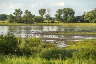 Wild geese on the Elbe near Buch, district of Tangermünde, Saxony-Anhalt, Germany, Europe