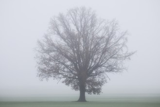 A free-standing tree stands in a field in dense fog, Markee, Brandenburg, 06.11.2024., Markee,