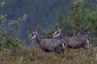 Chamois (Rupicapra rupicapra), Vosges, France, Europe