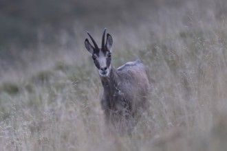 Chamois (Rupicapra rupicapra), Vosges, France, Europe