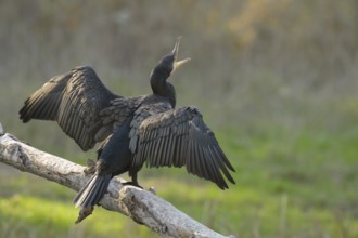 Cormorant (Phalacrocorax carbo), sitting, open wings, open beak, sun, Lower Austria