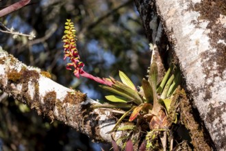 Bromeliad (Bromeliaceae) growing in a tree, cloud forest, San José province, Costa Rica, Central