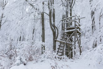 High seat in the winter forest, the trees are thickly decorated with snow and hoarfrost on the