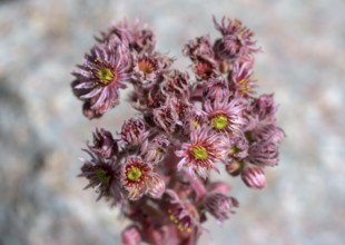 Roof houseleek or Crassulaceae (Sempervivum tectorum), Jardin du Lautaret Botanical Garden,