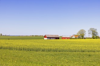 Farm in the countryside with blooming rapeseed fields on a sunny day in spring, Sweden, Europe