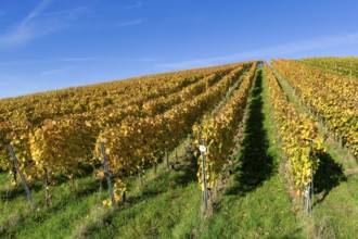 Vineyard in autumn with yellow vines under a clear blue sky, Strümpfelbach, Rems Valley,