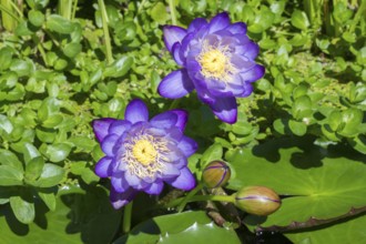 Blue-purple coloured tropical water lilies in a garden pond, Gigantea Dark Purple, water lily,