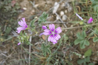 Corn mallow or Cretan hollyhock (Malva multiflora or Lavatera cretica) in the archaeological site