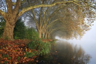 Essen, North Rhine-Westphalia, Germany, Golden autumn on Lake Baldeney. Plane trees in the morning