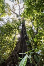 Tree and dense vegetation in tropical rainforest, Sun Star, Corcovado National Park, Osa, Puntarena