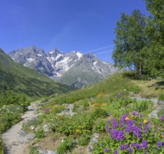 Pointe Piaget and La Meije seen from the botanical garden Jardin du Lautaret, Villar-d'Arêne,