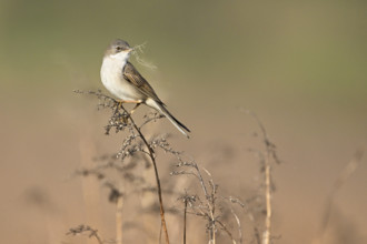 Common whitethroat (Sylvia communis), with nesting material in its beak on a perch, Lake Neusiedl