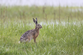 European hare (Lepus europaeus), standing in meadow, Lake Neusiedl National Park, Seewinkel,