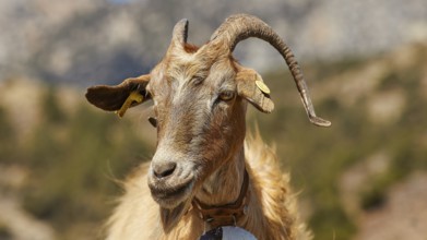 Brown goat in mountainous landscape, looking attentively into the distance, goat (s), free-range,