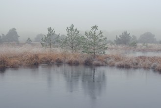 View of a frozen pond in the moor with hoarfrost frozen vegetation, landscape photo, nature photo,