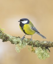 Great tit (Parus major), male sitting on a branch overgrown with lichen, Wildlife, Animals, Birds,