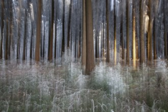 Winter, trees and ground vegetation with hoarfrost in the forest, distorted, Baden-Würtemberg,