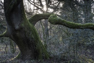 English oaks (Quercus robur) in the Hutewald forest, Emsland, Lower Saxony, Germany, Europe