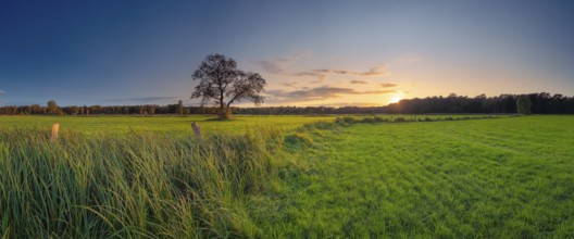 View along a pasture fence overgrown with grasses at sunset, autumn, tree, pasture, meadow,