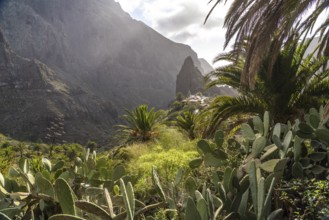 Masca mountain village and the gorge in the Teno Mountains, Masca, Tenerife, Canary Islands, Spain,