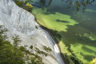 Cliffs and chalk cliffs Møns Klint, Mön Island, Denmark, Europe