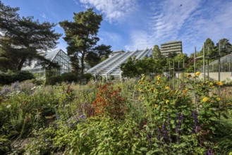 Bochum, North Rhine-Westphalia, Germany - Blooming flower-bed in the flower bed in front of the