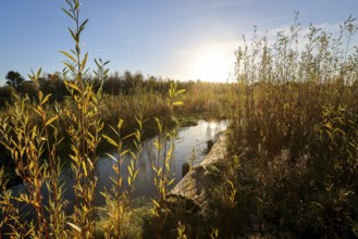 Bottrop, North Rhine-Westphalia, Germany - Renaturalised Boye in golden autumn, the tributary of