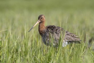 Black-tailed godwit (Limosa limosa), Ochsenmoor, Dümmer, Lemförde, Lower Saxony, Germany, Europe