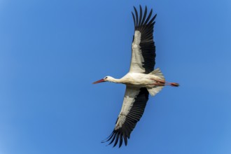 A stork with wide wings flies through the bright blue sky, white stork (Ciconia ciconia), wildlife,