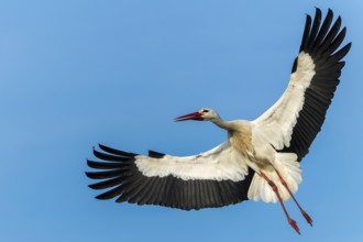 A stork in the air, showing its elegant flying style against the blue sky, white stork (Ciconia