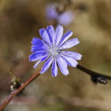 Common chicory Common chicory or chicory (Cichorium intybus), single flower, blue flower,