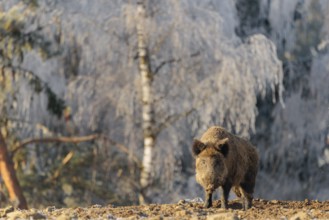 On a sunny day, a wild boar (Sus scrofa) searches for food in a frozen field. A forest covered in