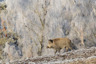 On a sunny day, a wild boar (Sus scrofa) searches for food in a frozen field. A forest covered in