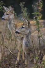 One female and one male Roe Deer, (Capreolus capreolus), standing side by side in dry stinging