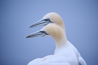 Northern gannet (Morus bassanus) couple greeting each other with their beaks, portrait, wildlife,