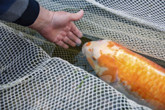 A hand gently touches a koi carp lying in a net, Germany, Europe