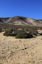 Dry sandy desert Jandia peninsula, Fuerteventura, Canary Islands, Spain, Europe