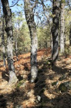 Autumn woodland Sierra de Tormantos mountains, near Cuacos de Yuste, La Vera, Extremadura, Spain,