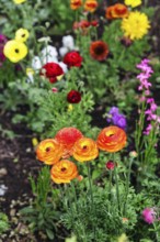 Splendour of flower-bed in spring, flowerbed in gardens, Generalife Gardens, Alhambra, Granada,